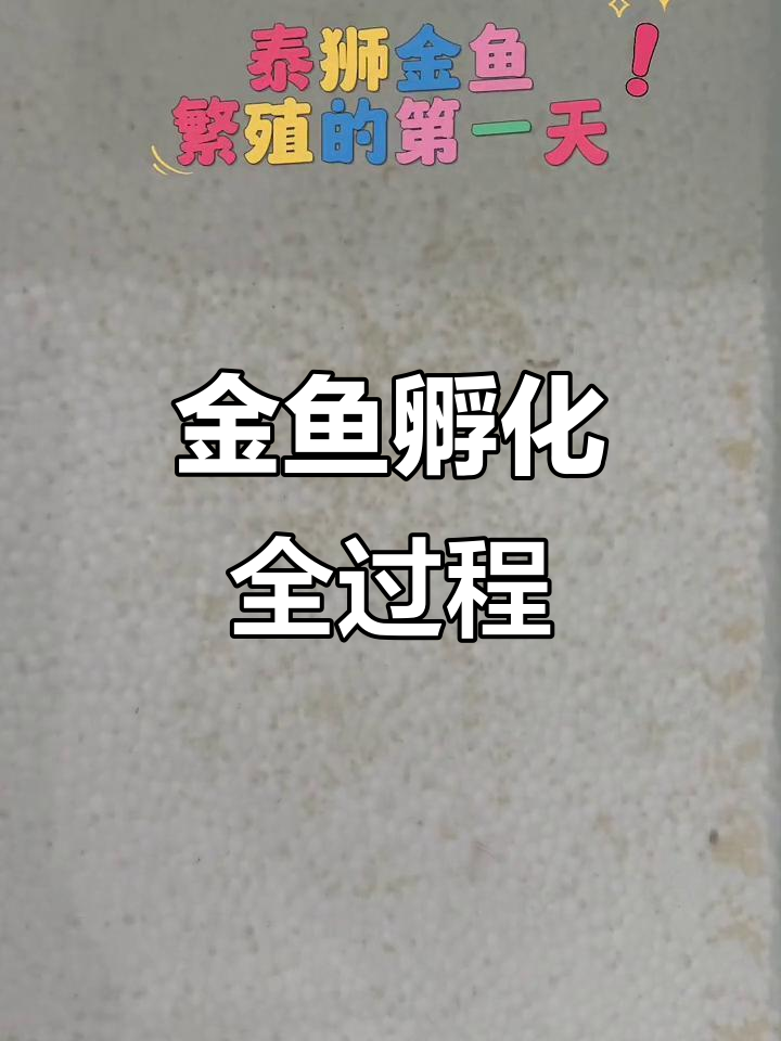 泰狮金鱼繁殖全程记录:从卵到小鱼苗的成长