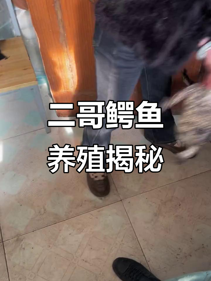 遵化二哥鳄鱼养殖场:从零开始,打造自己的鳄鱼王国