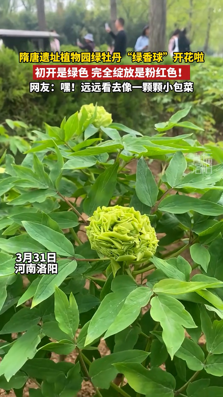隋唐遗址植物园绿牡丹“绿香球”开花啦