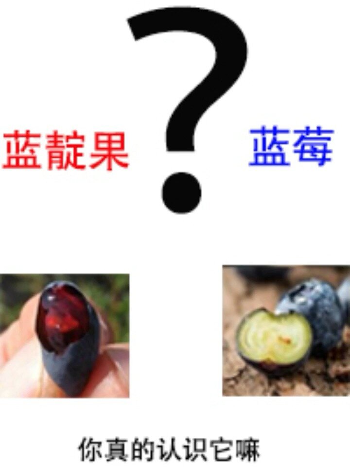 蓝靛果和蓝莓你真的认识它们嘛