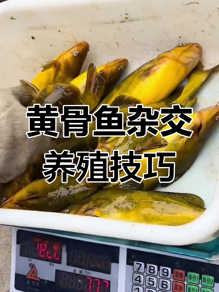 杂交黄骨鱼养殖优势与挑战