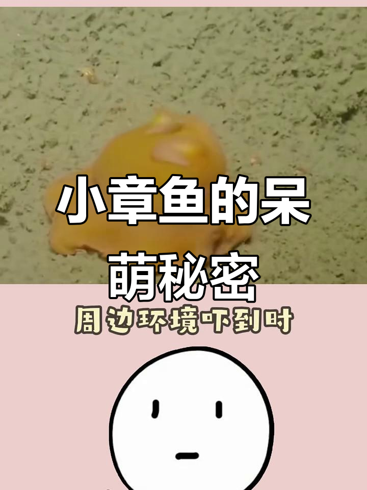 可爱到犯规的小章鱼,竟然有“耳朵”和短触手!