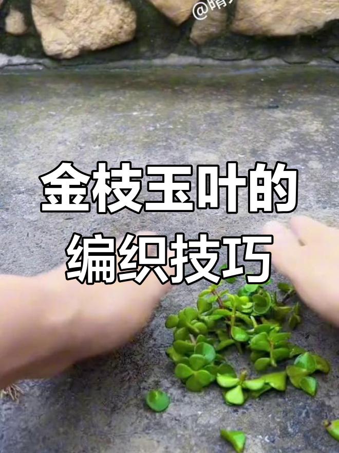 韭菜灰霉病防治方法