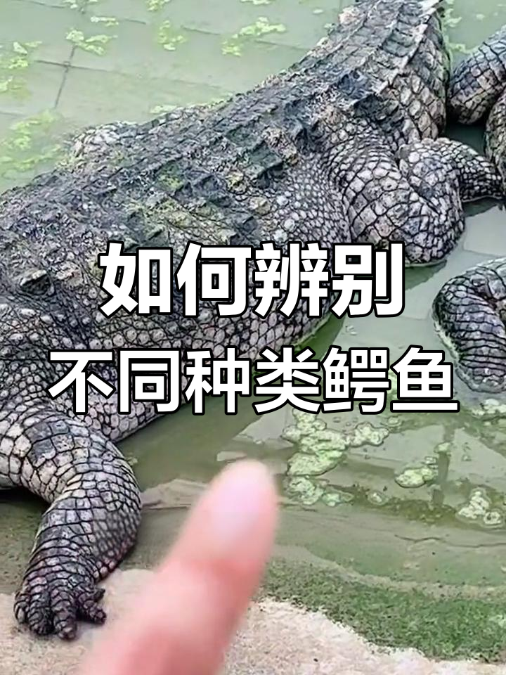 区分鳄鱼品种的技巧,掌握这些细节!