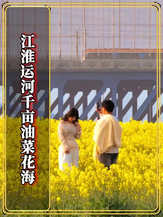不如在合肥见一面,2025江淮大运河两岸5000亩油菜花海盛开!