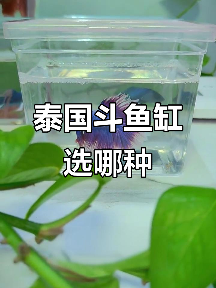 泰国斗鱼缸选择指南:不同尺寸对比
