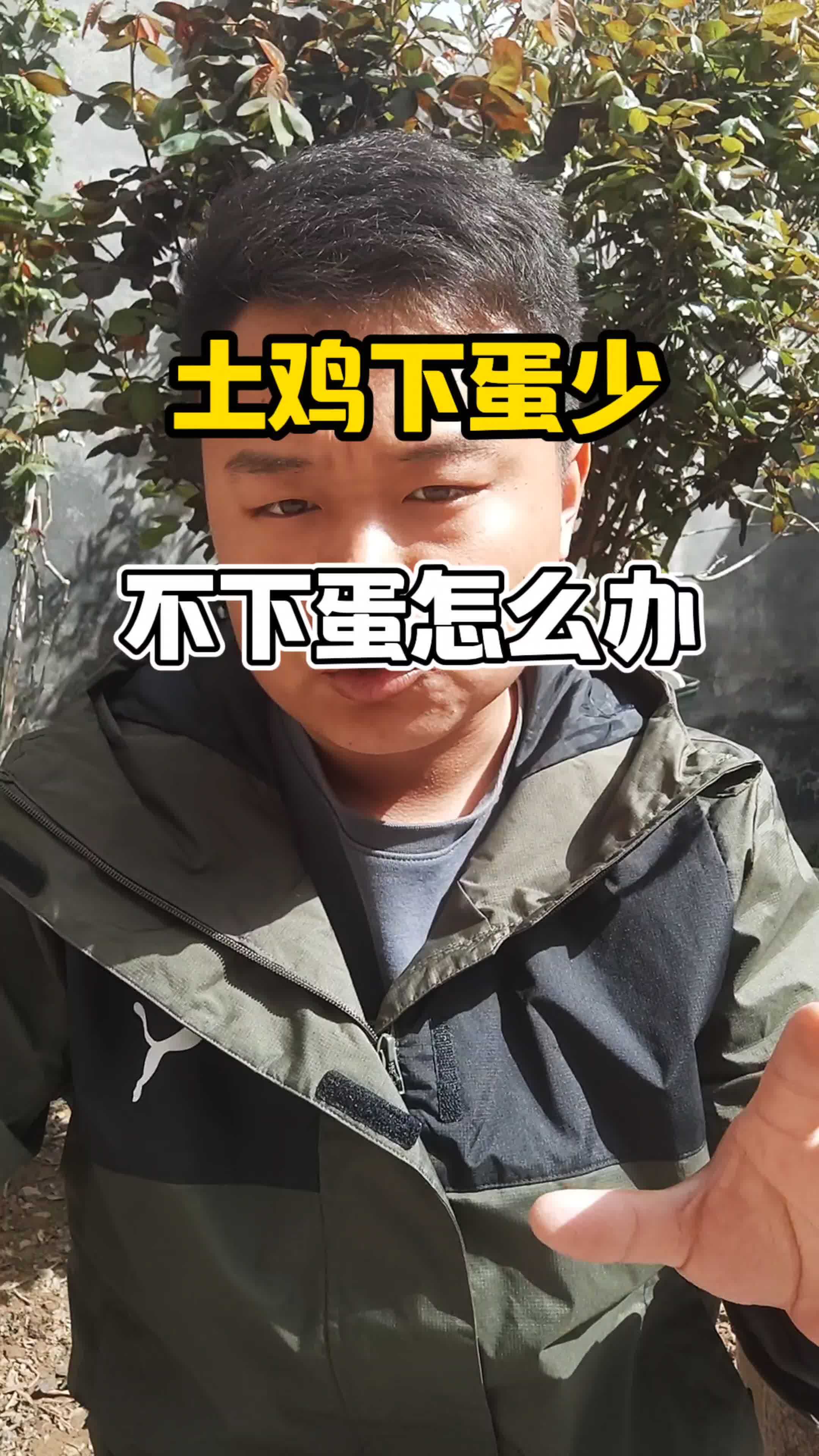 散养土鸡 养鸡 养鸡人 生态散养土鸡 养鸡技术