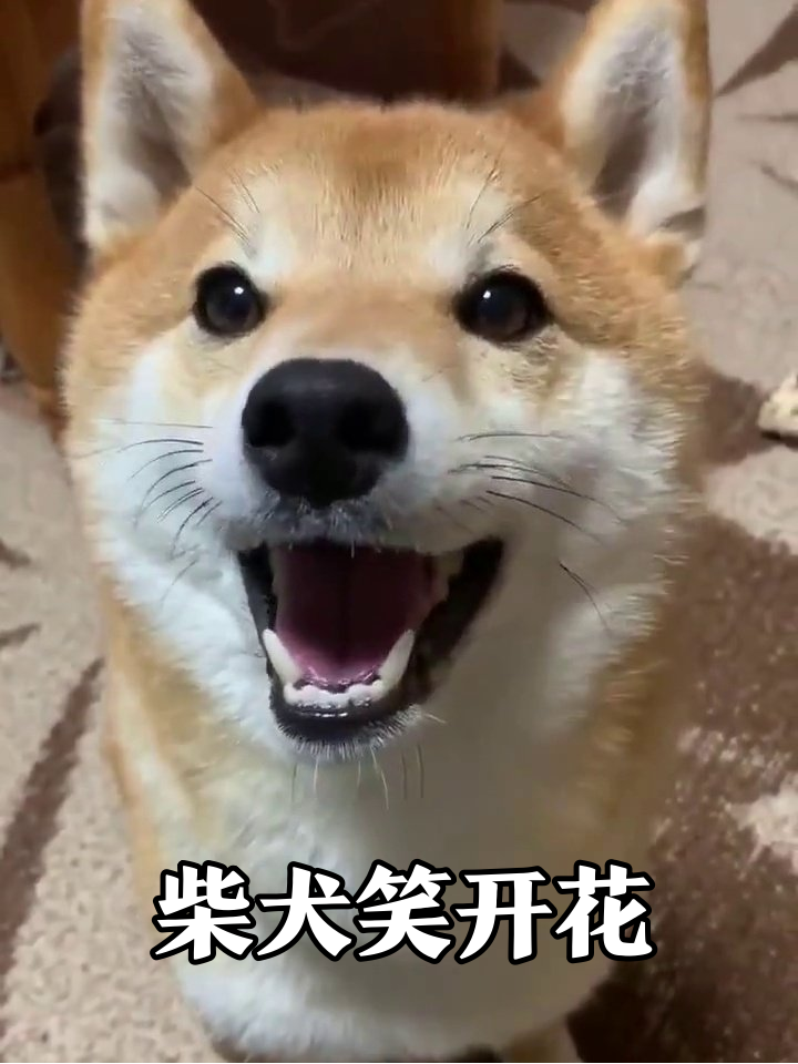 柴犬咧嘴笑出表情包,转头晃尾萌翻众人