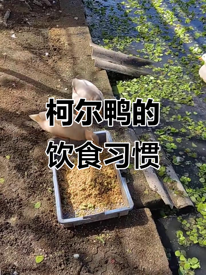 柯尔鸭每天吃什么?看看它的饮食大揭秘