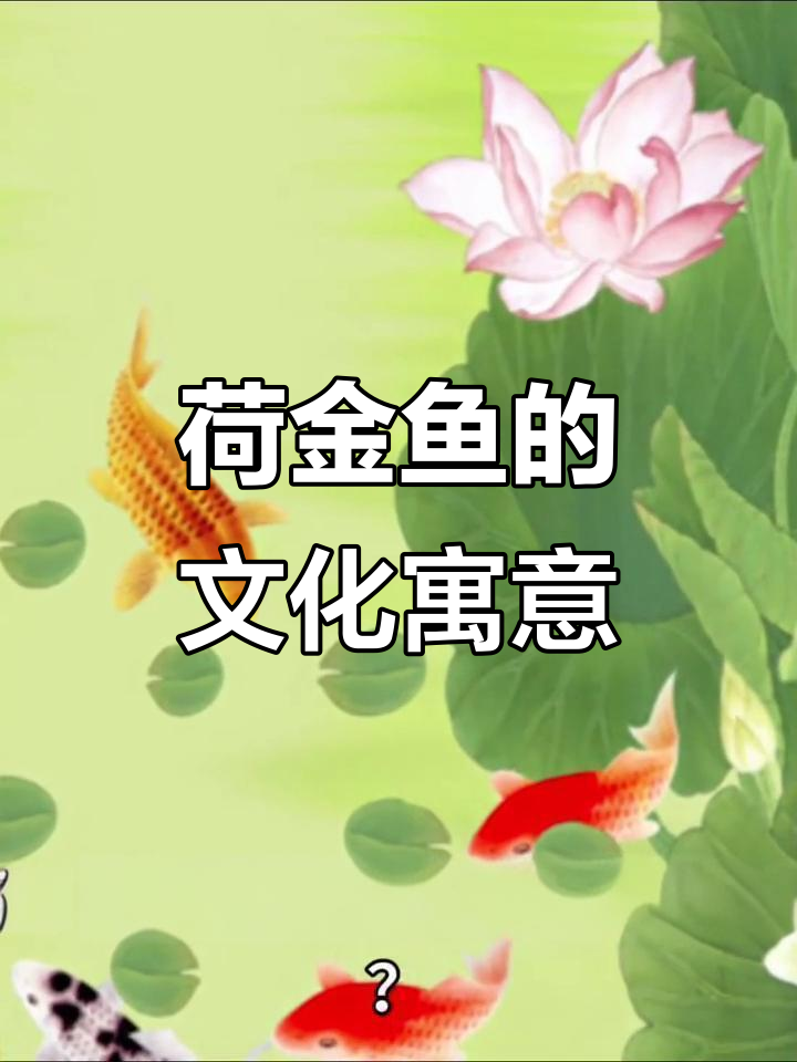 荷花与金鱼的和谐之美,文化深意等你解锁