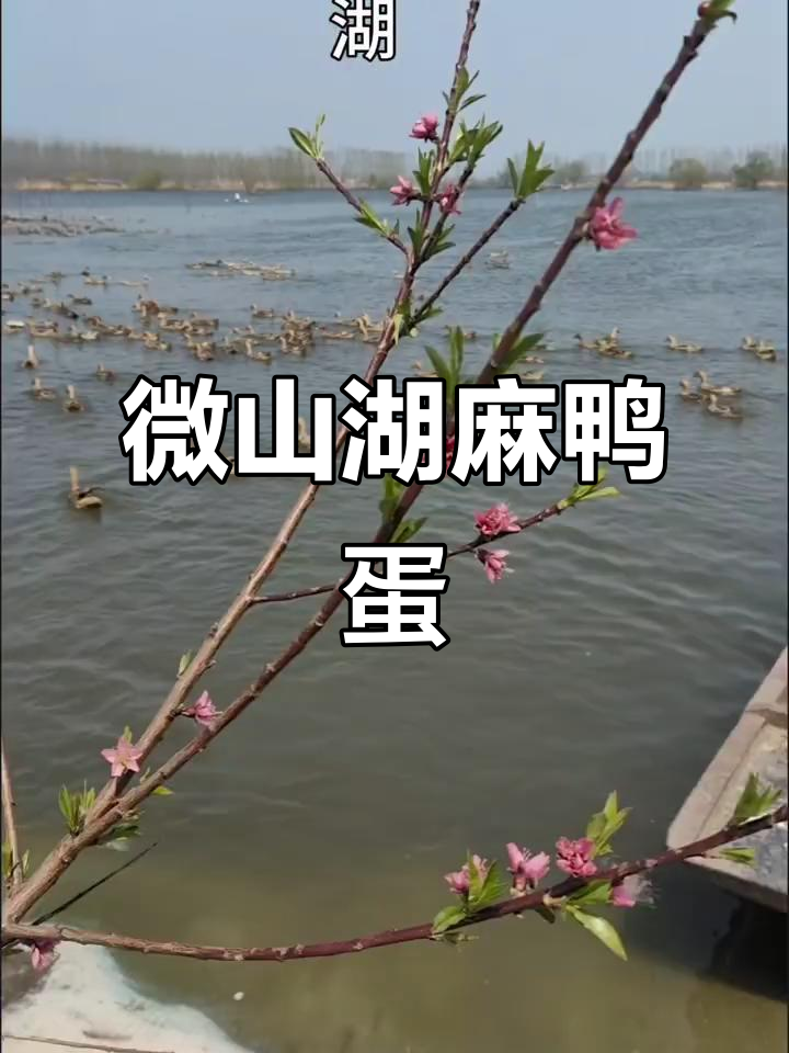 微山湖麻鸭蛋,味道超赞!