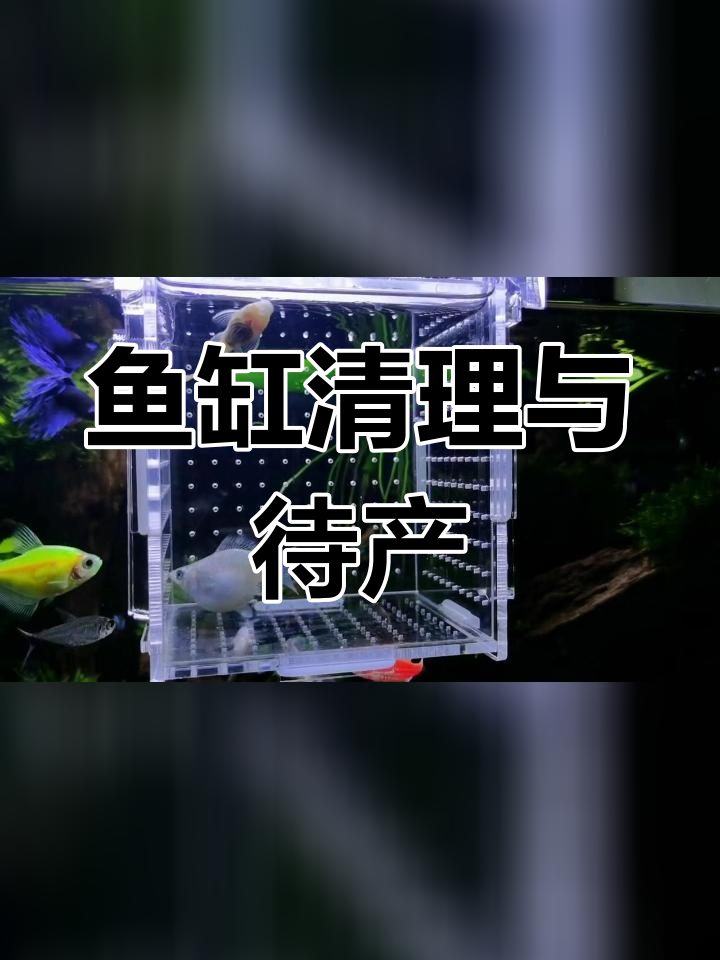 白皮球鱼产房清洁,待产期延长