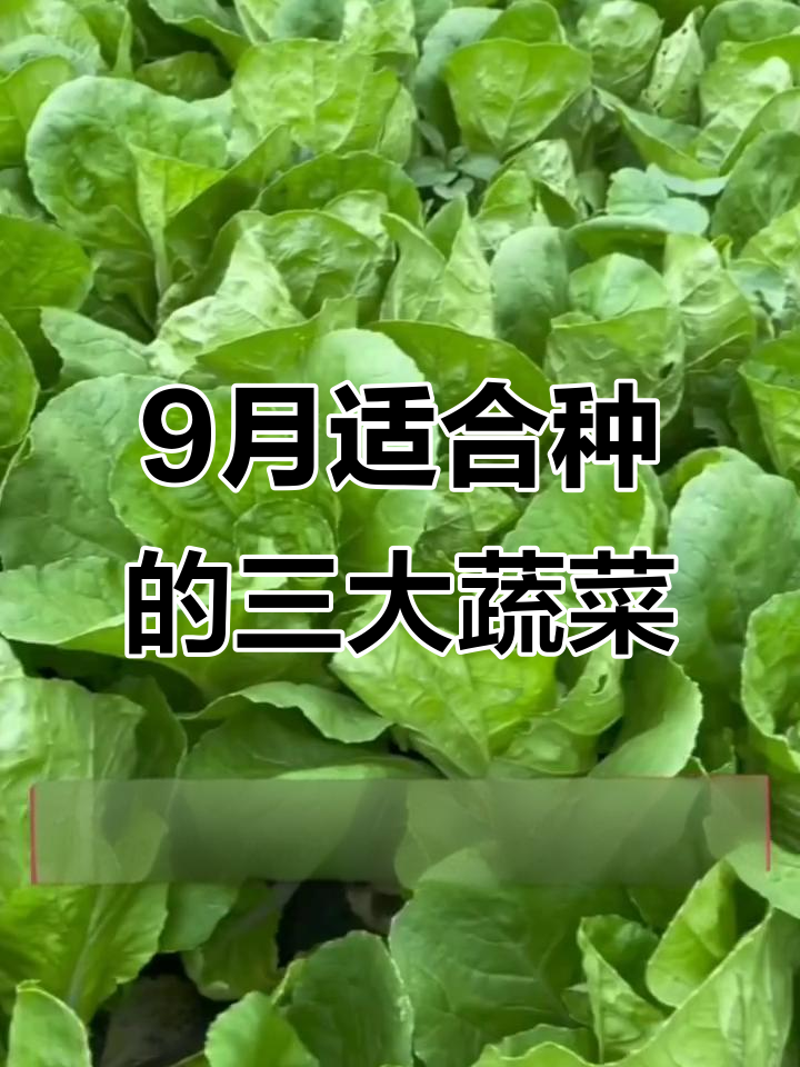 9月种什么菜最合适?推荐三种简单好吃的蔬菜