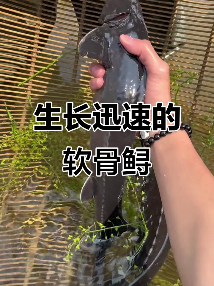 软骨鲟龙鱼以藻类和浮游生物为食，一年能长不少