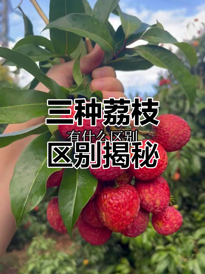 仙进奉、桂味与糯米糍荔枝大不同，口感和皮厚全解析