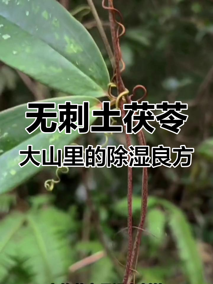 土茯苓的神奇功效:无刺藤蔓与硬根块的完美结合