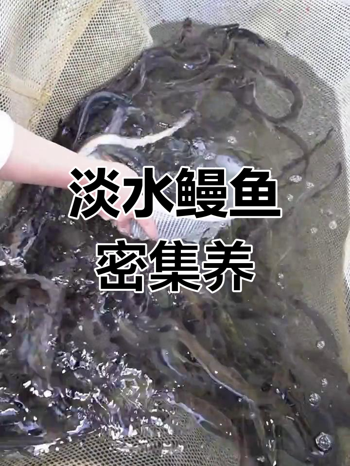 淡水鳗鱼高密度养殖技巧,山塘水库均可适用
