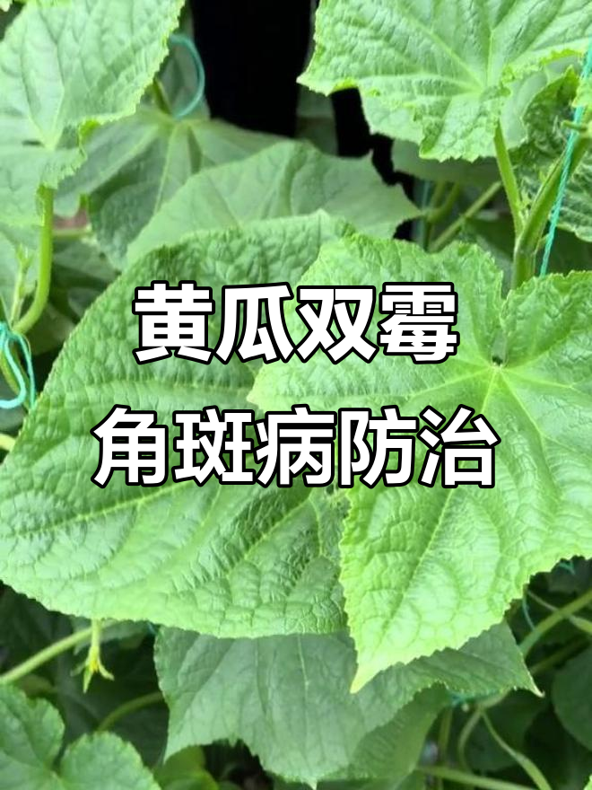 黄瓜霜霉病与角斑病的防治技巧,轻松搞定不反弹