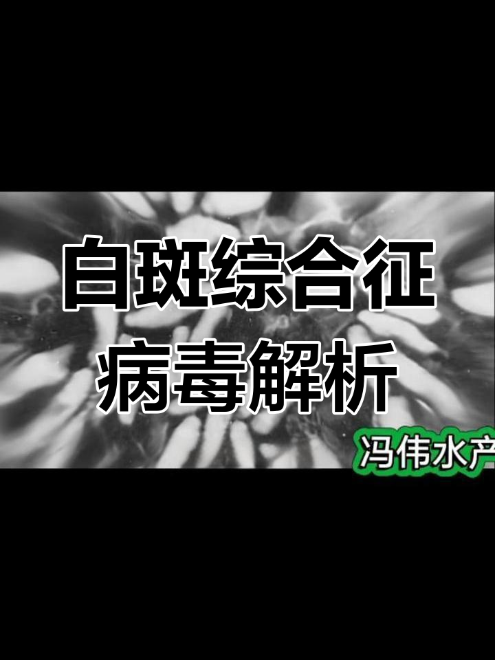 对虾白斑病:全球养殖业的致命威胁
