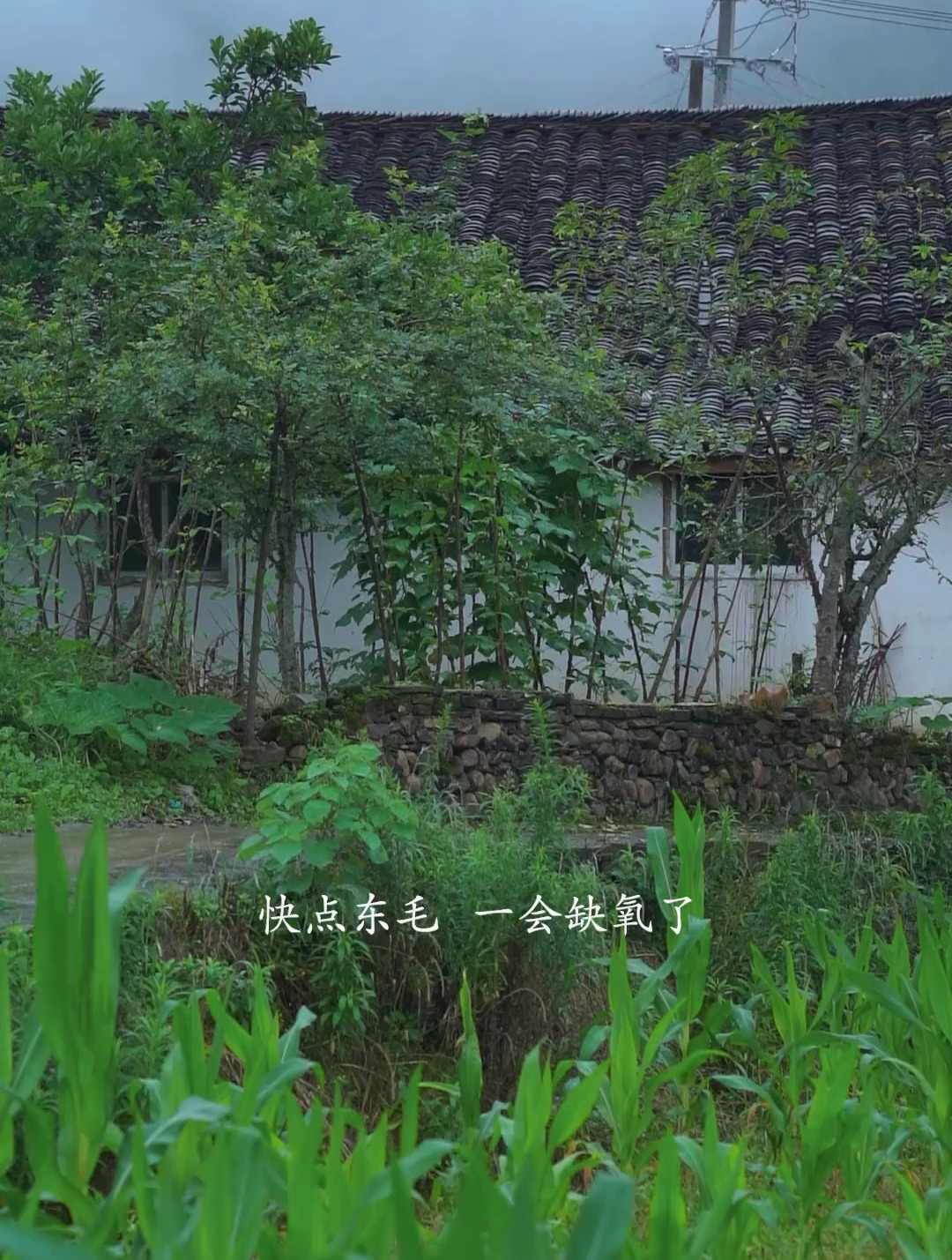鱼苗那一刻,我已经在幻想收获的样子,愿我们的鱼儿快快长大!