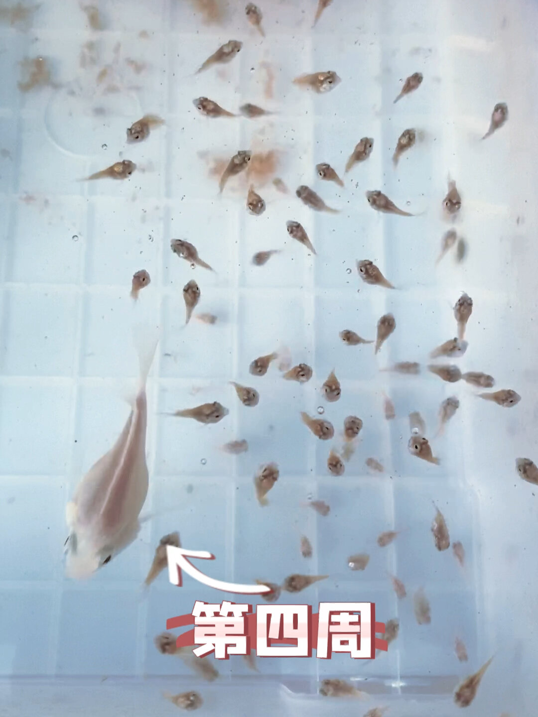 「养鱼」迷你鹦鹉幼鱼长得快