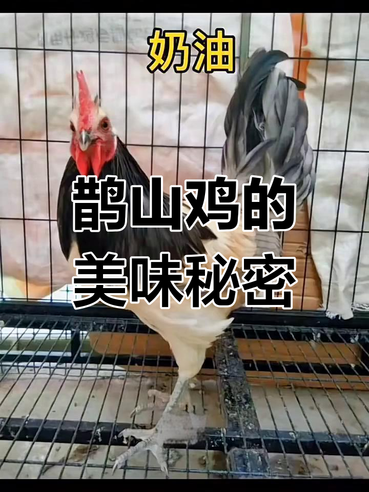 雀山鸡:颜值与美味并存,野性强健的独特品种