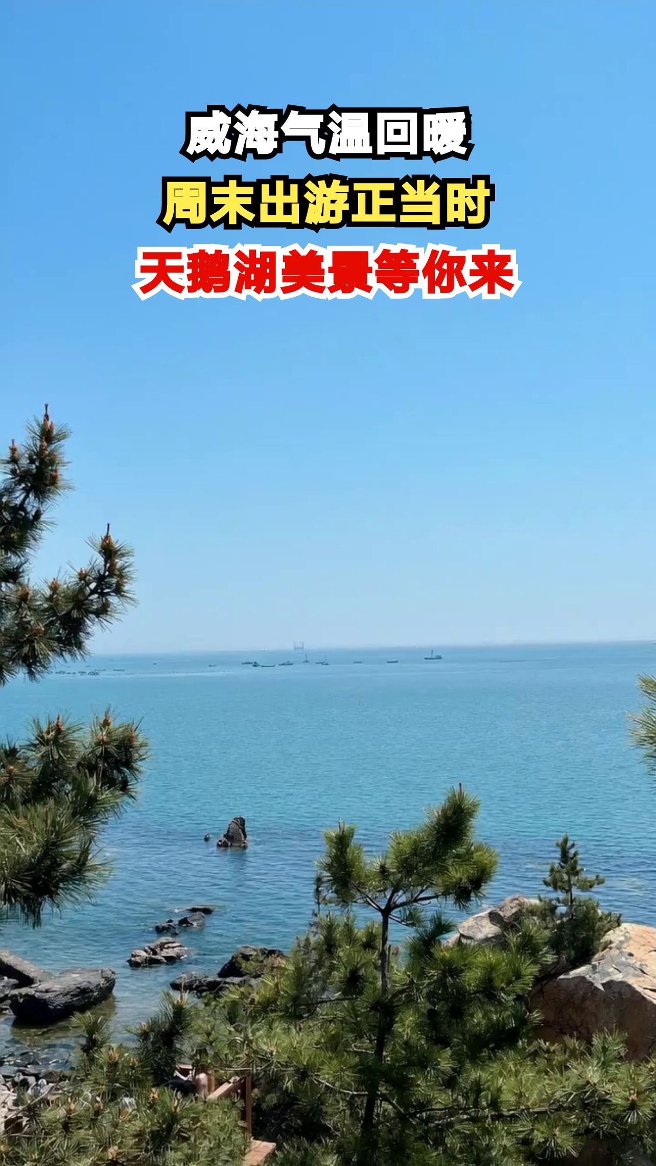 威海气温直冲17℃,周末去哪玩?荣成天鹅湖给你答案!