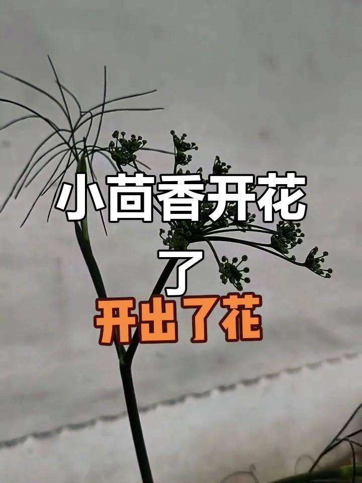 小茴香开花,菜园里的惊喜!