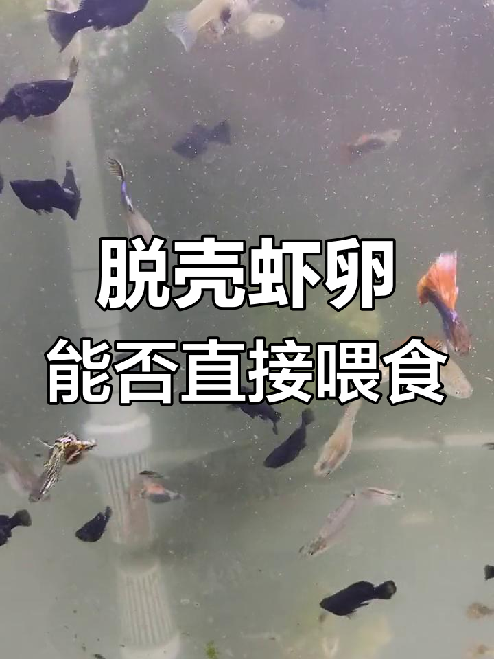 脱壳丰年虾卵能喂鱼吗?