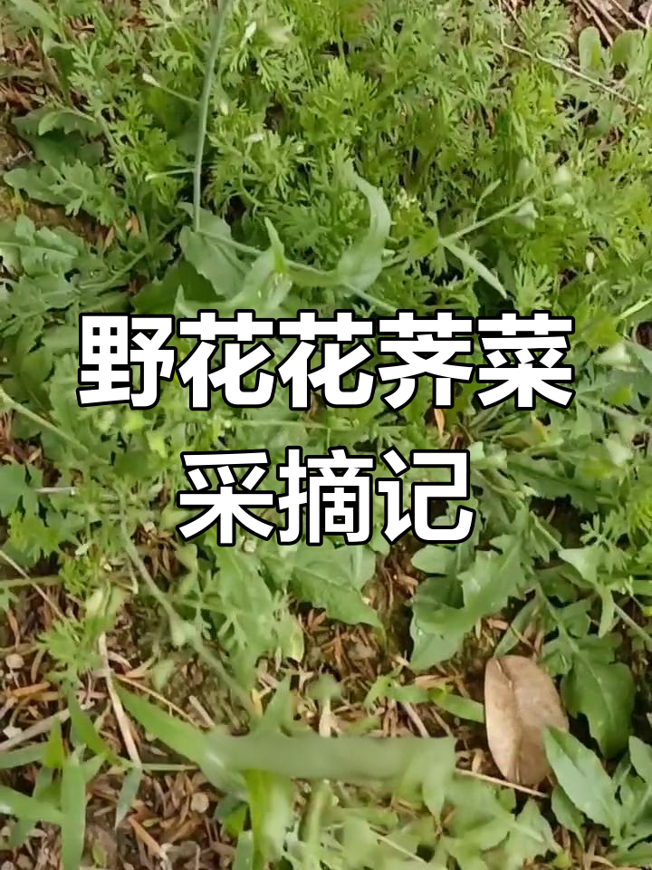纯野生花荠菜大丰收,拔回家做汤包饺子,还能种盆里