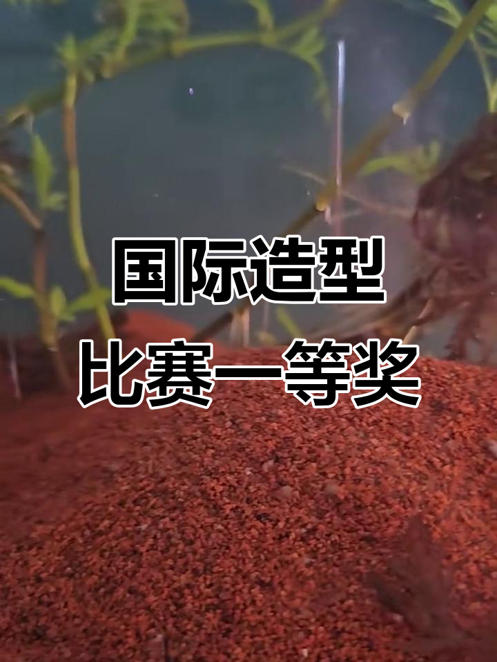 鱼缸造景大赛冠军作品,细节决定成败