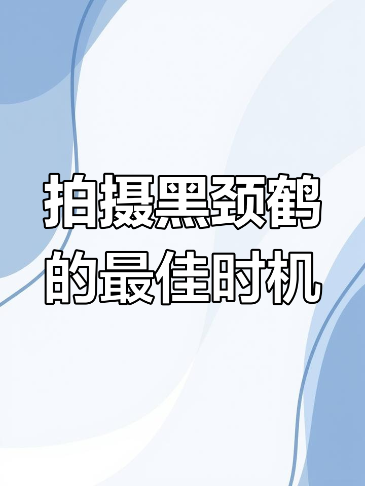 大山包念湖:黑颈鹤的冬季家园