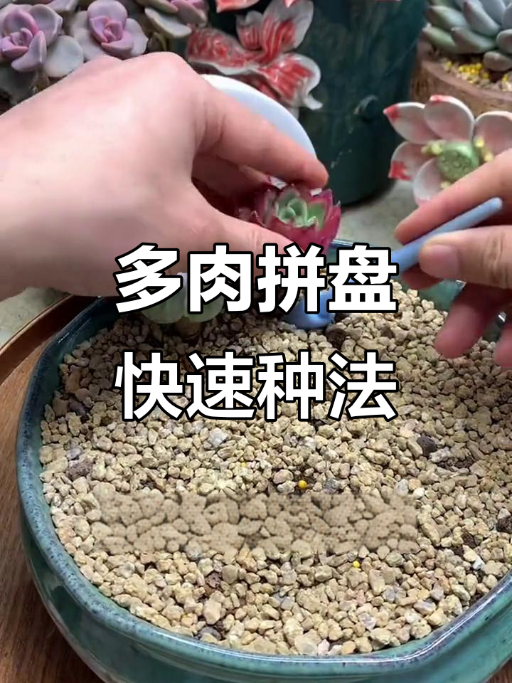 如何轻松种植多肉拼盘,打造个性化植物景观
