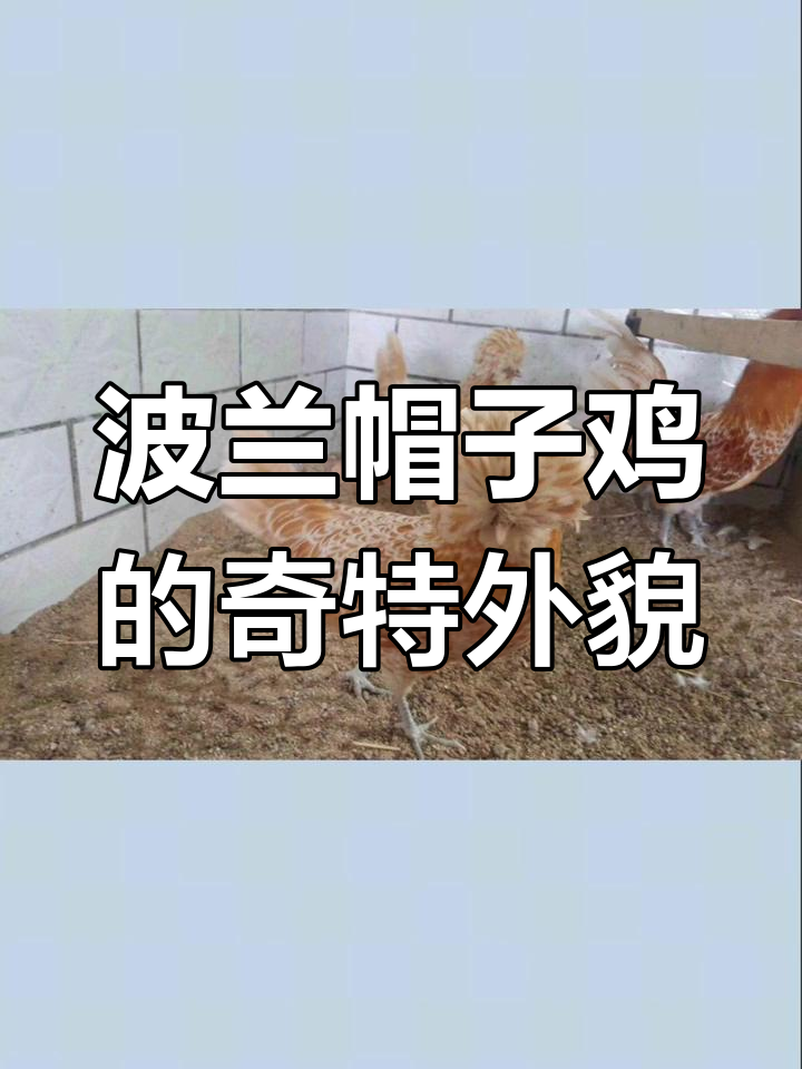 波兰帽子鸡:爆炸头、胆小又昂贵,独特造型让人忍俊不禁