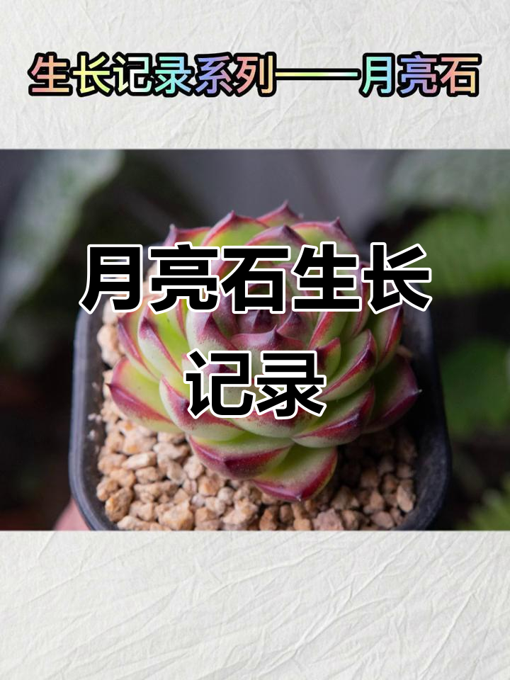 月亮石多肉成长记:从暗绿到包起来的蜕变