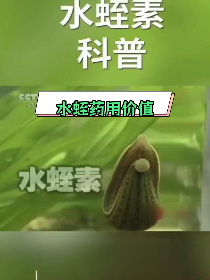 水蛭的神奇功效与应用