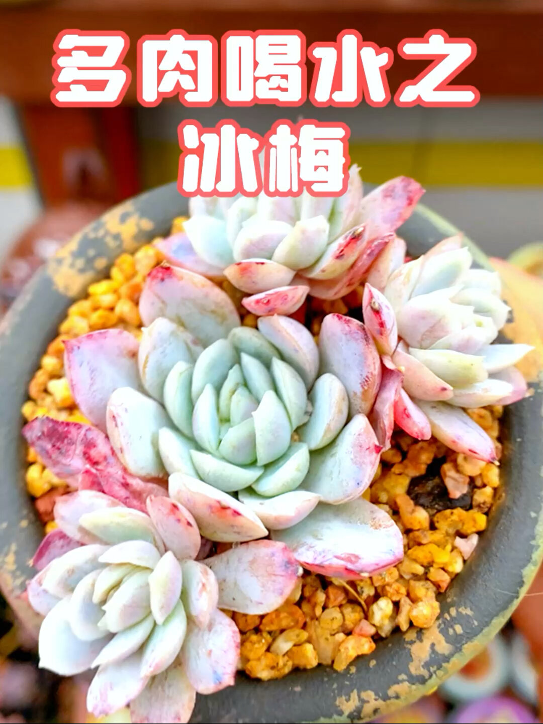 多肉喝水之冰梅