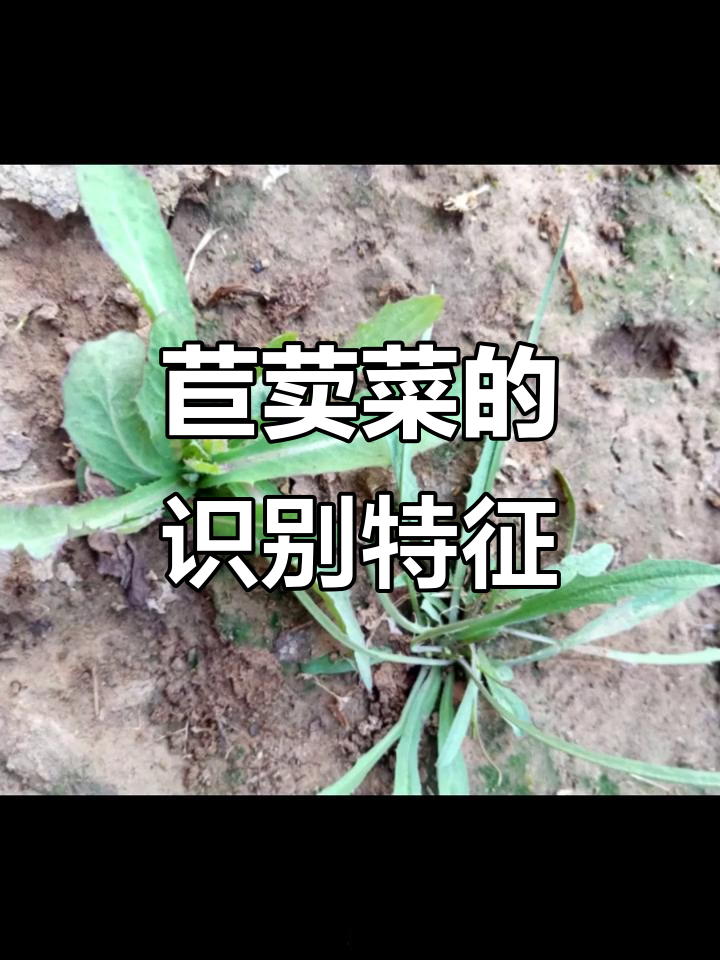 苣荬菜,草本植物,高30-80厘米,乳汁丰富