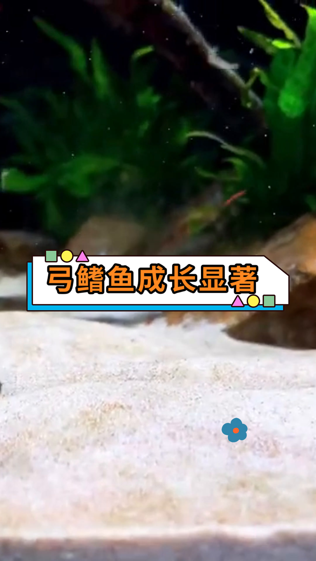 弓鳍鱼成长显著