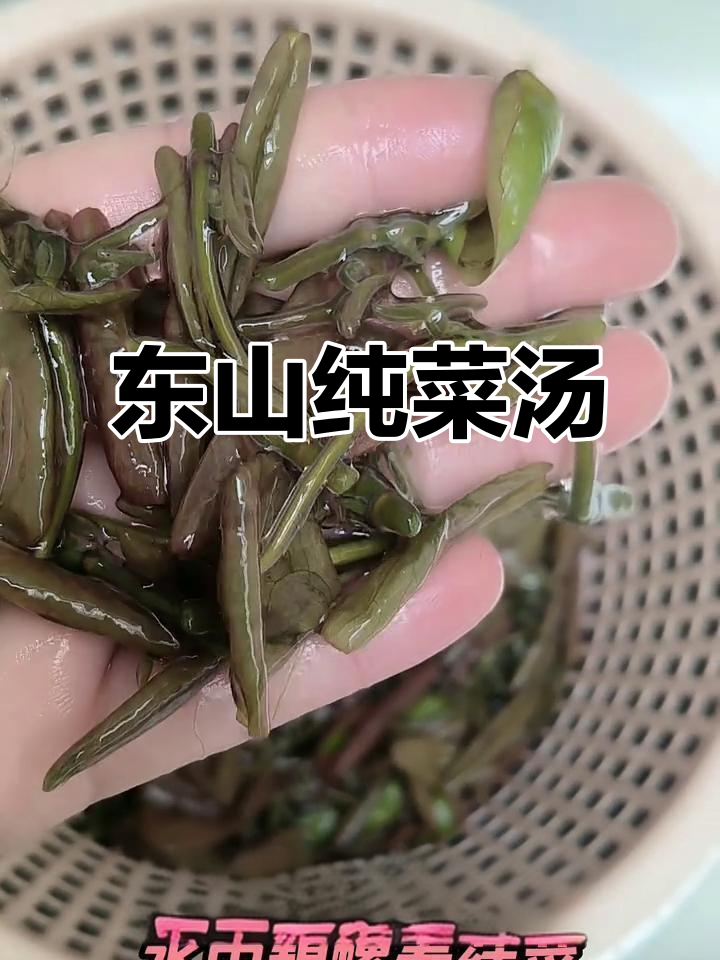 苏州东山新鲜莼菜汤,清爽润肺又美味