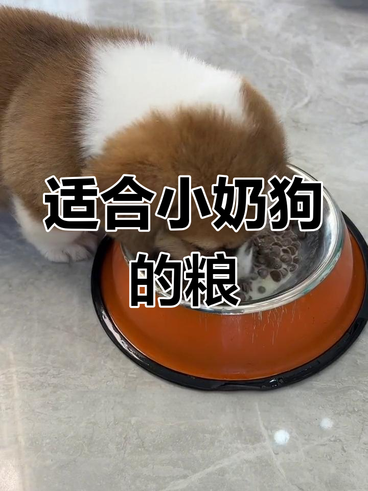 小奶狗专用狗粮,营养丰富易吸收