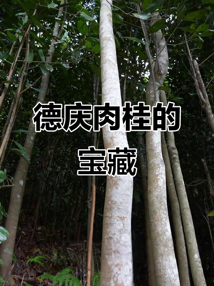 德庆肉桂树:全身是宝,生态与经济双丰收