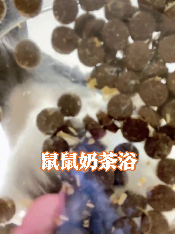 小老鼠误入珍珠池,下一秒扎进奶茶里疯狂扑腾