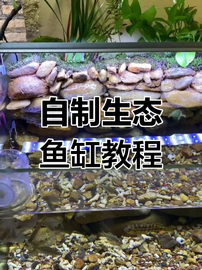 用废玻璃和石头打造生态鱼缸,简单又美观