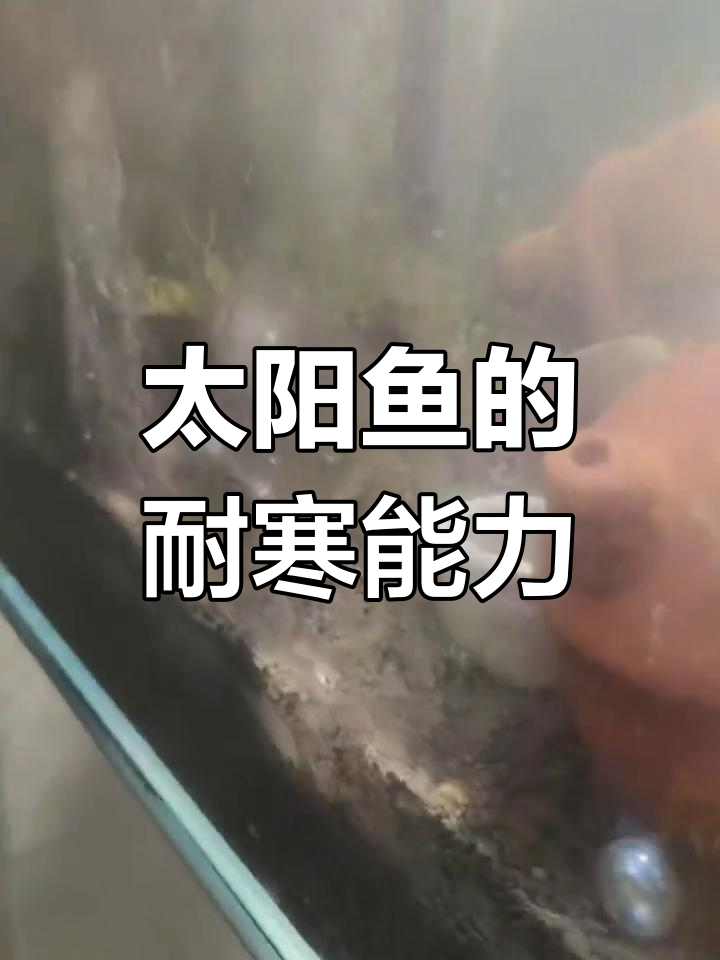 太阳鱼适应力强,轻松过冬
