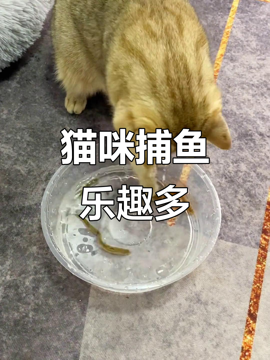 小猫咪抓鱼大作战,河蚌小鱼一网打尽