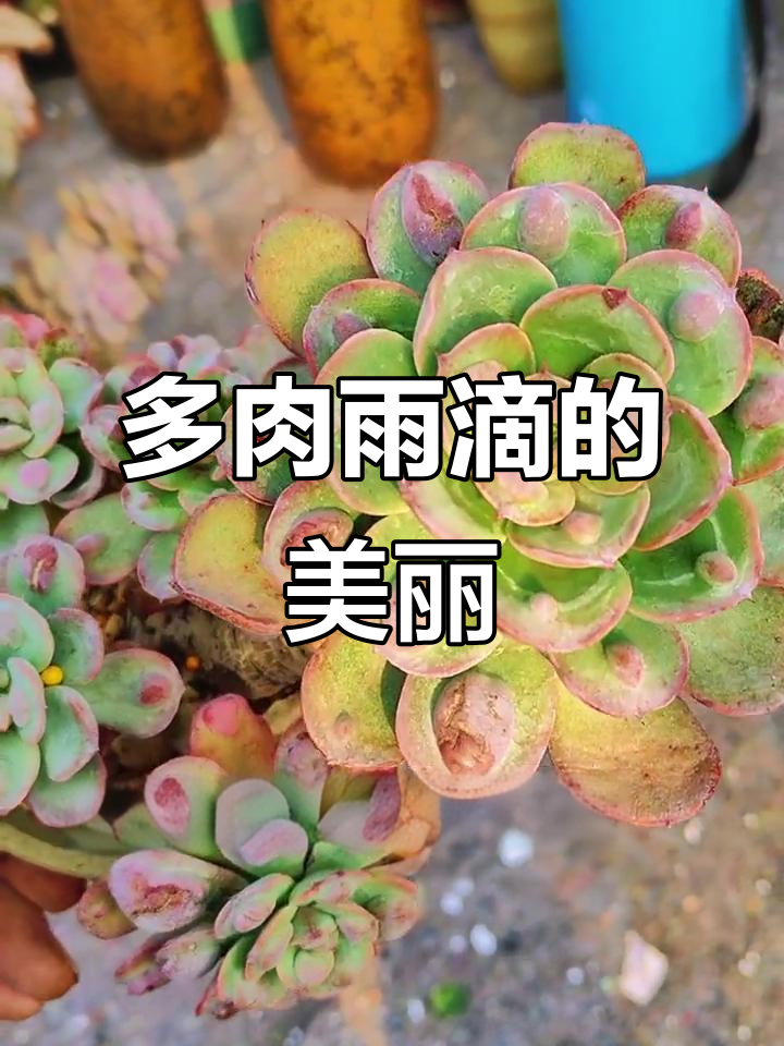 雨滴多肉:圆润可爱,瘤子长得超有趣