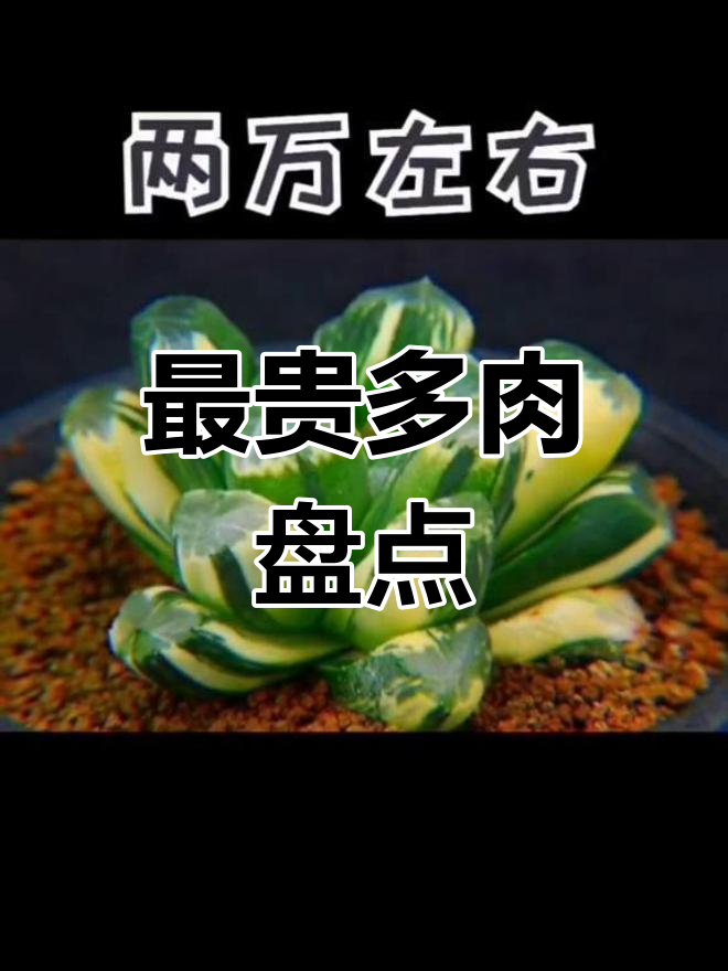 全球最昂贵的多肉植物排行榜