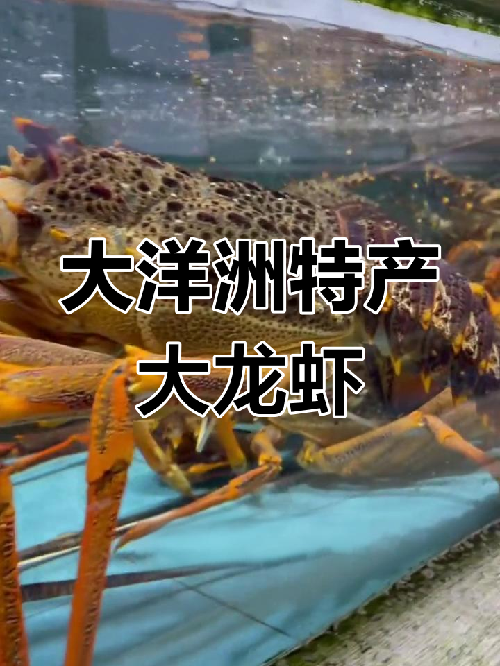 澳洲龙虾的独特习性