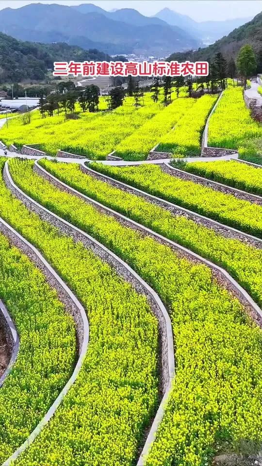 三年前建设的高山标准农田,当初信誓旦旦的精心打造,如今成了这漫山遍野油菜花肆意绽放